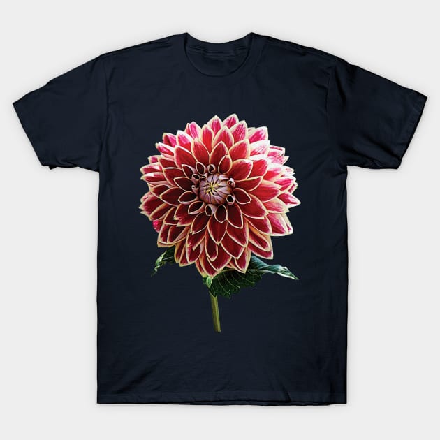 Two-Toned Dahlia T-Shirt by SusanSavad